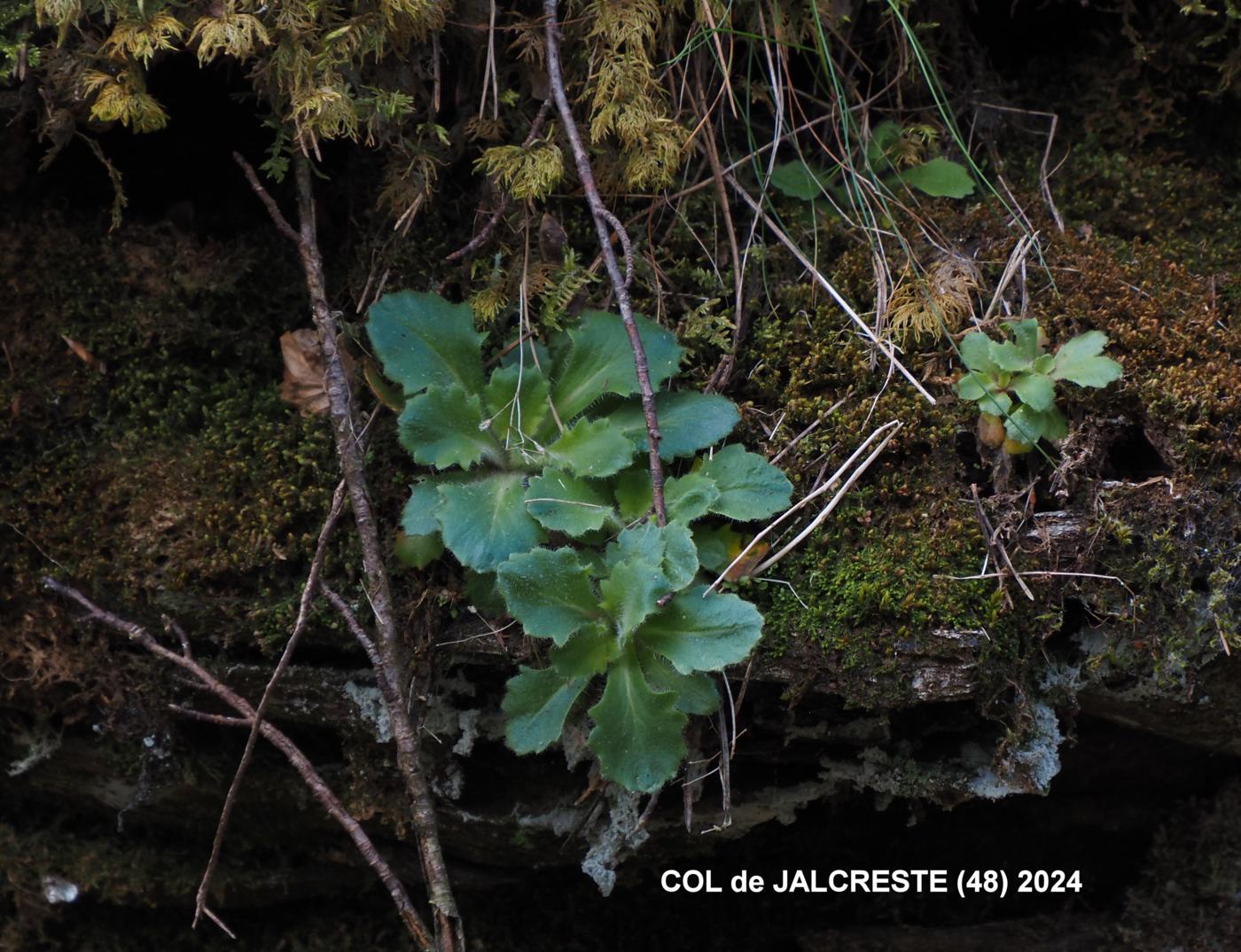 Saxifrage, French leaf